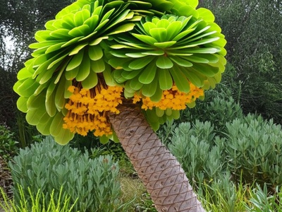 Hawaiian Cabbage on a Stick