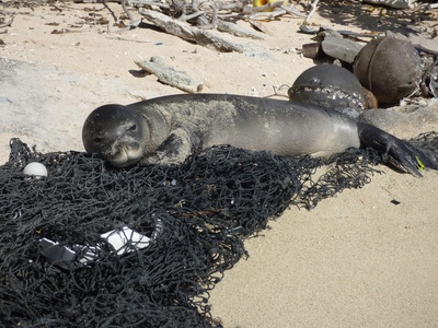 Hawaiian Monk Seal