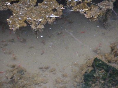 Hawaiian red shrimp