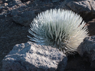 Hawaiian Silversword