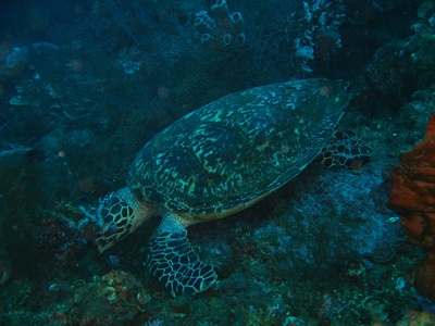 Hawksbill sea turtle