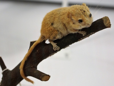 Hazel Dormouse