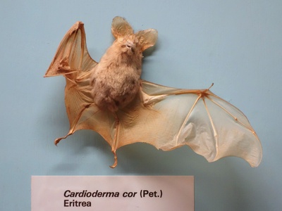 Heart-nosed Bat