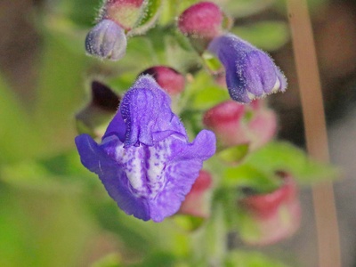 Heartleaf Skullcap