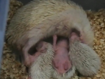 Hedgehog
