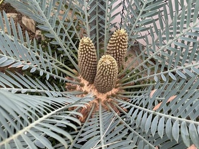 Heenan's Cycad