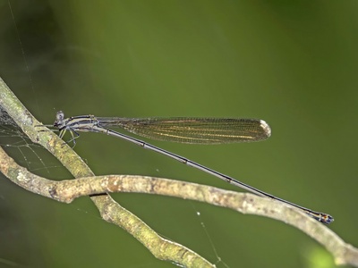 Helicopter Damselfly