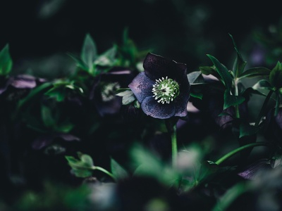 Hellebore