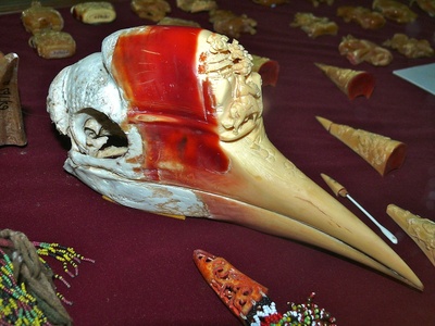Helmeted Hornbill