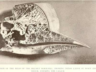Helmeted hornbill