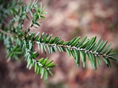 Hemlock Woolly Adelgid