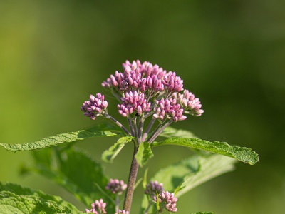 Hemp agrimony