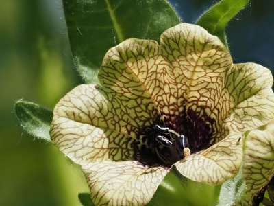 Henbane