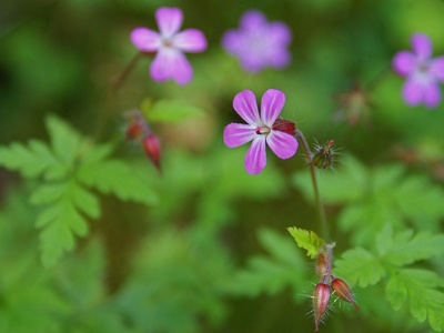 Herb-robert