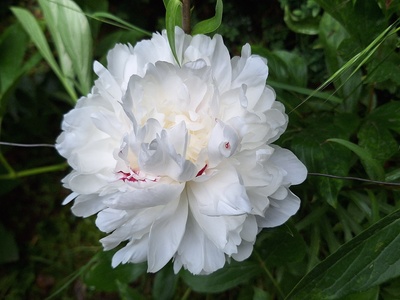Herbaceous peony