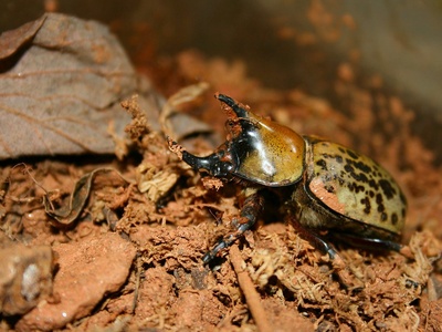 Hercules Beetle