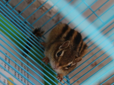 Heuglin's Striped Mouse