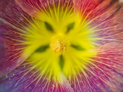 Hibiscus