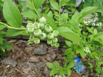 Highbush blueberry