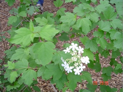 Highbush cranberry