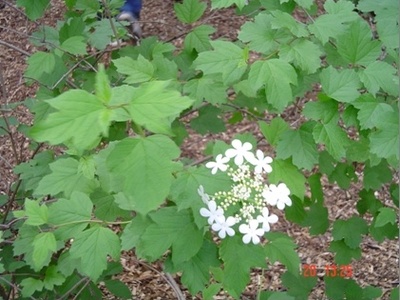 Highbush Cranberry