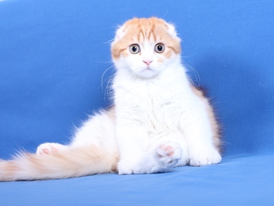 Highland Fold (Longhair Scottish Fold)