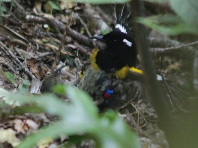 Hihi