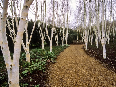 Himalayan Birch
