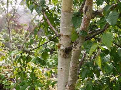Himalayan Birch