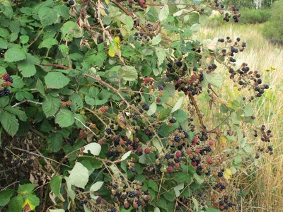 Himalayan blackberry