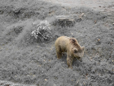 Himalayan Brown Bear