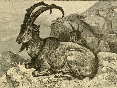 Himalayan Ibex