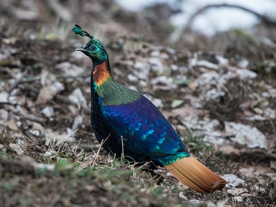 Himalayan Monal