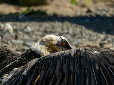 Himalayan Vulture