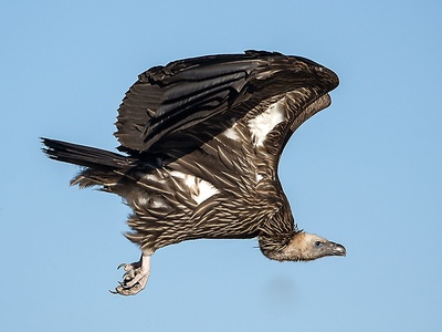Himalayan Vulture