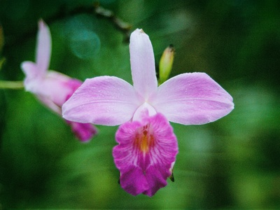 Hispaniolan Orchid