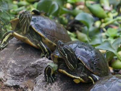 Hispaniolan Slider
