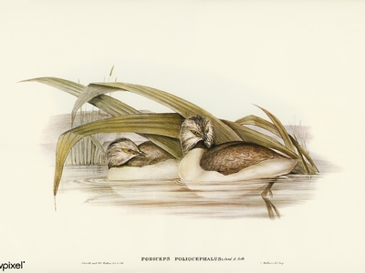 Hoary-headed Grebe