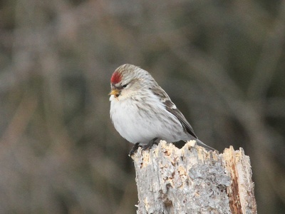Hoary Redpoll