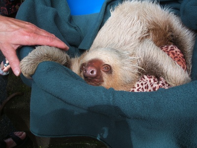 Hoffmann's two-toed sloth