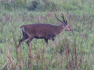 Hog Deer