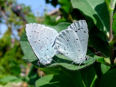 Holly Blue