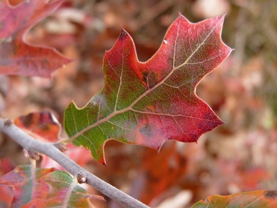 Holly Oak