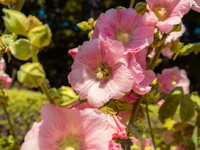 Hollyhock