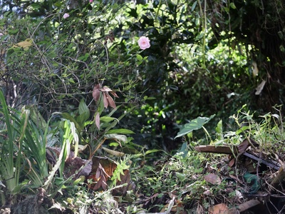 Honduran Deermouse