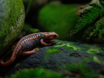 Honduran Hidden Salamander