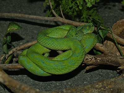 Honduran Palm-Pitviper