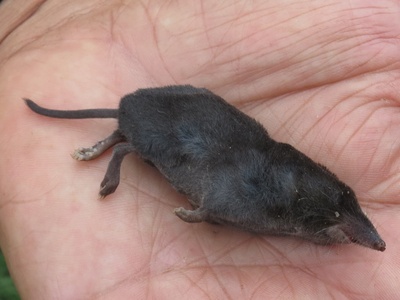 Honduran Small-eared Shrew
