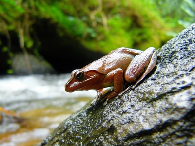 Honduran Spike-thumb Frog