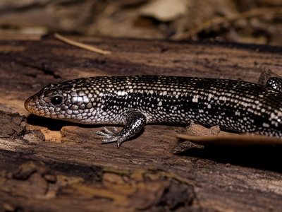 Honduran Tropical Night Lizard